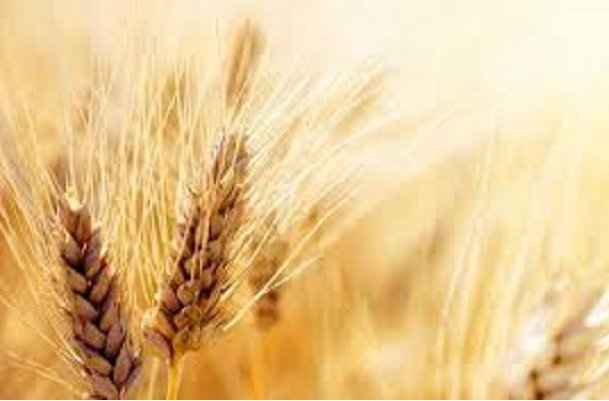 پیش بینی تولید ۱۴ میلیون تن گندم در سال زراعی جاری