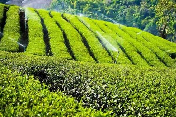 افزایش ۱۴ درصدی خرید تضمینی برگ سبز چای