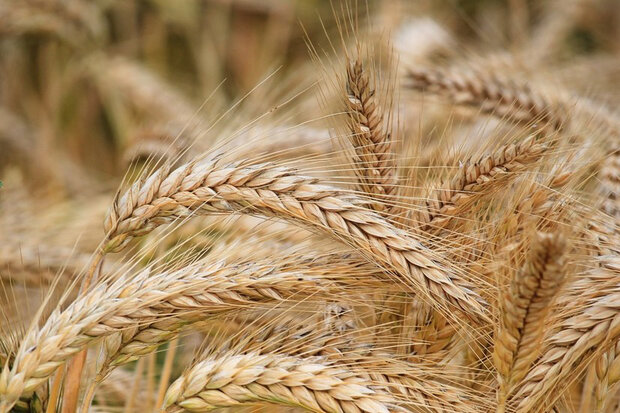 ۱۰۰ درصد بذر گندم در داخل تولید می‌شود