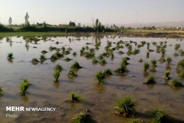 توسعه کشت برنج در کشور با وجود ممنوعیت/کشت برنج در کویر