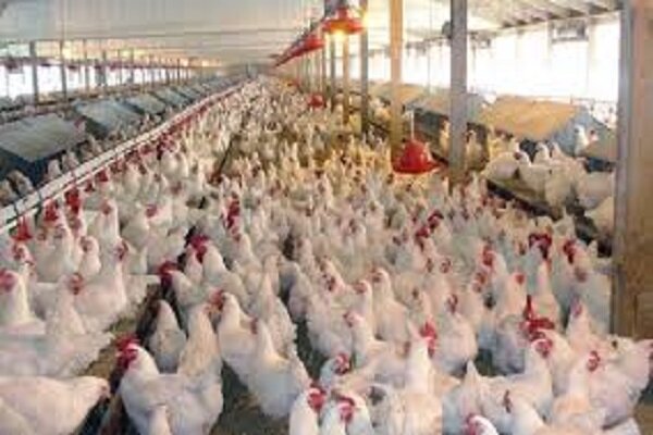 استمرار روند نزولی قیمت مرغ در بازار