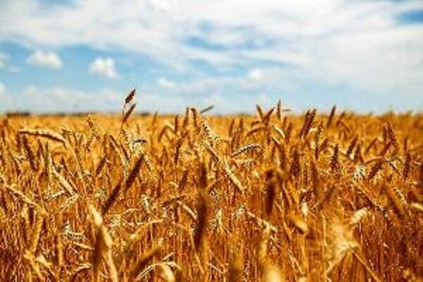 برآورد تولید  ۱۴ میلیون تن گندم /خرید تضمینی از ۳ میلیون تن گذشت